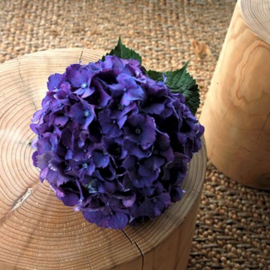 Coffee table Legno Vivo