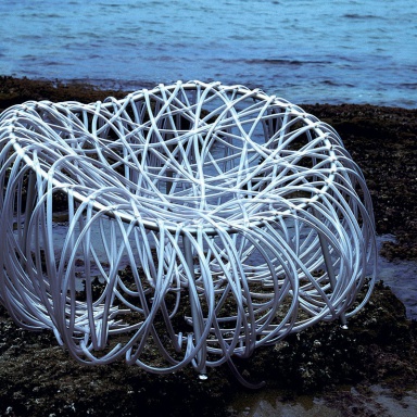 Chair Anemone